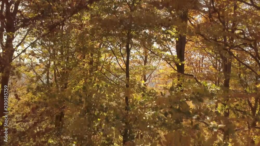 Fly up from autumn forest nature landscape in sunny day Fly up from autumn forest nature landscape in sunny day