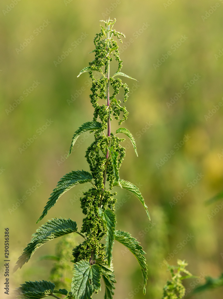 Seeds on the nettle in nature Seeds on the nettle in nature