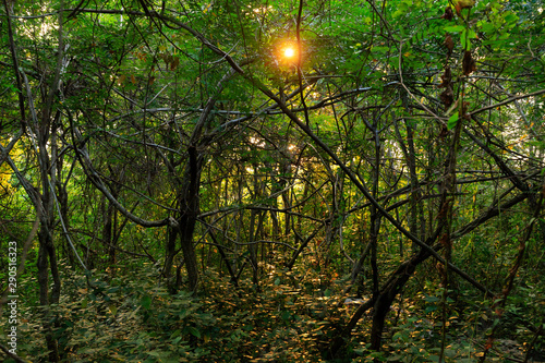 Sunset over dense forest