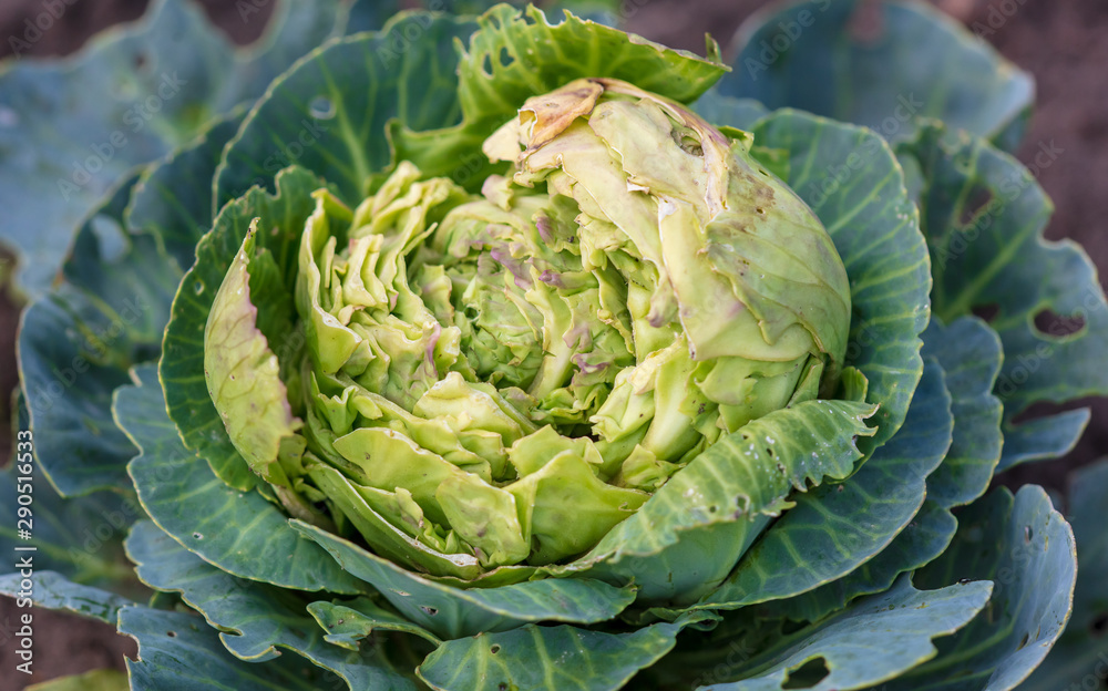 Obraz premium The cabbage exploded in the garden