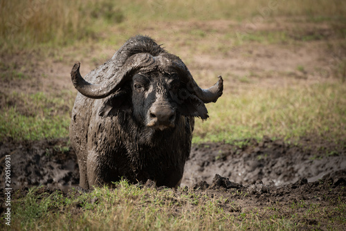 Cape buffalo watches camera in muddy wallow