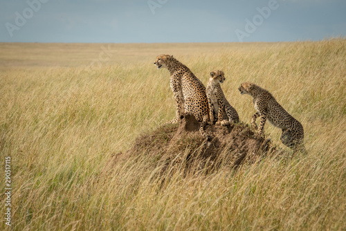 Cheetah by two cubs on termite mound