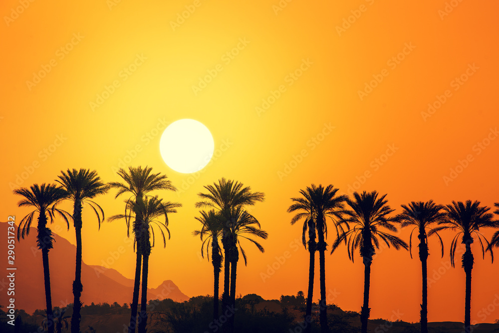 Row of tropical palm trees against the mountains at golden sunset. Silhouette of tall palm trees in the evening. Tropical evening landscape. Beautiful tropical nature