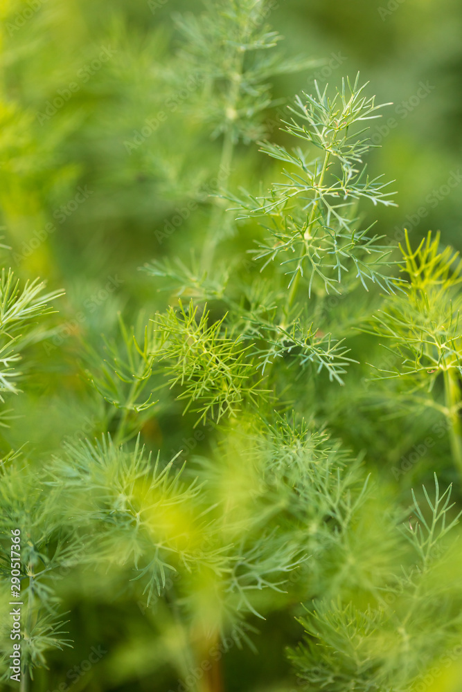 Green leaves on dill as a background Green leaves on dill as a background