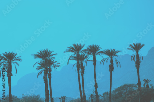 A row of tropic palm trees against mountains. Silhouette of tall palm trees. Tropic evening landscape. Blue colored. Beautiful tropic nature