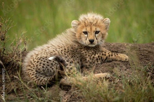 Cheetah cub lies on mound eyeing camera