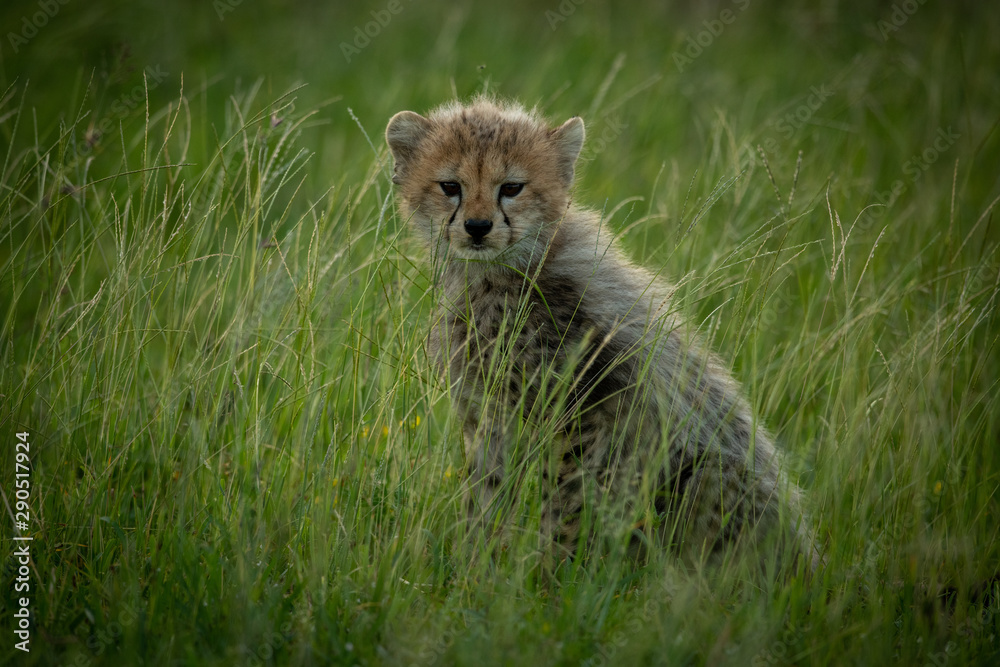 Cheetah cub sits in grass eyeing camera Cheetah cub sits in grass eyeing camera