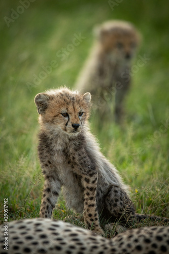 Cheetah cub sits in grass by another