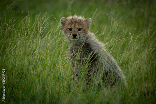 Cheetah cub sits in grass eyeing camera