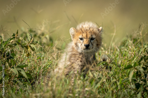 Cheetah cub sits in grass in sunshine