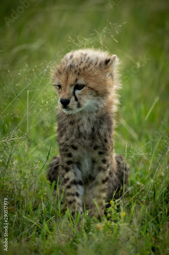 Cheetah cub sits in grass looking left