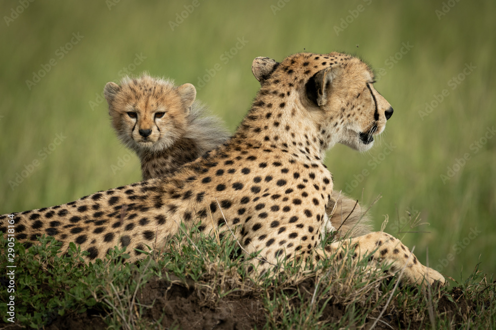 Cheetah cub sits on mound behind mother Cheetah cub sits on mound behind mother