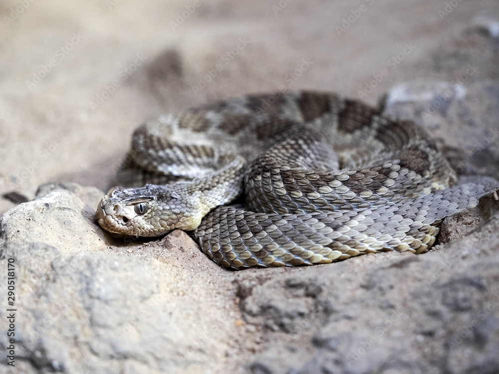 Mojave rattlesnake, Crotalus scutulatus, lies curled on the ground Mojave rattlesnake, Crotalus scutulatus, lies curled on the ground