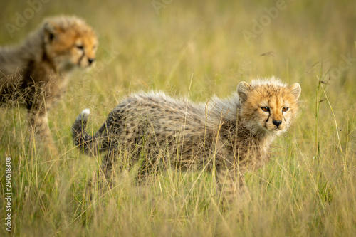 Cheetah cub stands in grass by another