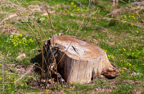 Stump from a sawn tree in nature