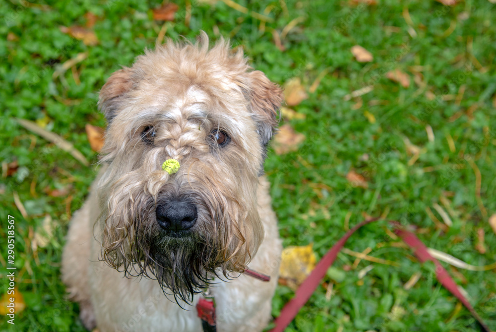 Irish wheat soft-coated Terrier sitting on the green lawn and looks at the camera.