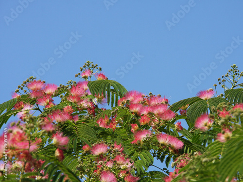 Pink flowers of albizia julibrissin (Persian silk tree) and green leaves towards blue sky. photo