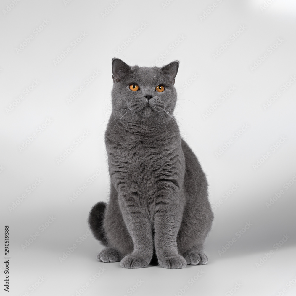 british cat isolated on grey background