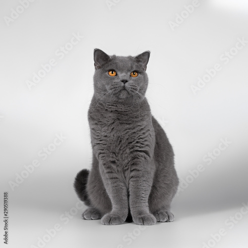 british cat isolated on grey background