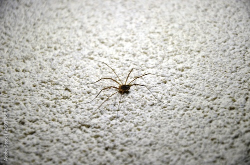 spider on gray wall