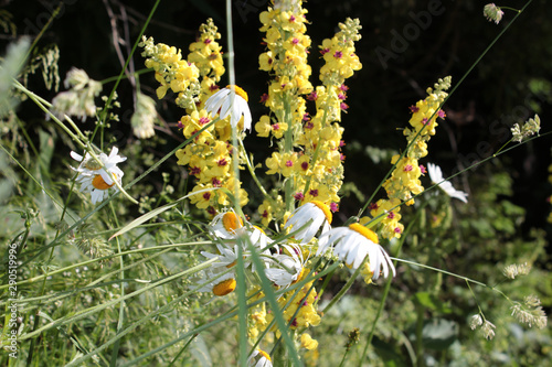 wild european medow flowers photo