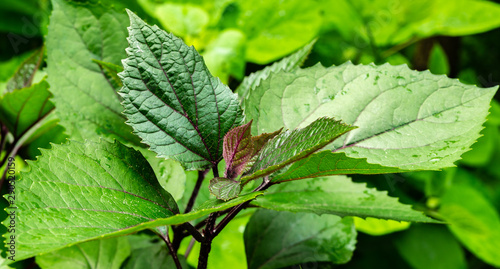 Принти на полотні Young growing leaves of Clerodendrum bungei on blurred background of green leaves of decorative garden