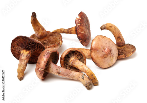 boletus mushrooms on white background