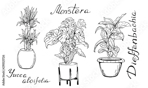 Illustration of houseplants, indoor and office plants. Set of house plant isolated on white. Vector linear sketch of flower pots. Hand-drawn design elements. Handwriting Monstera, Yucca, Dieffenbachia