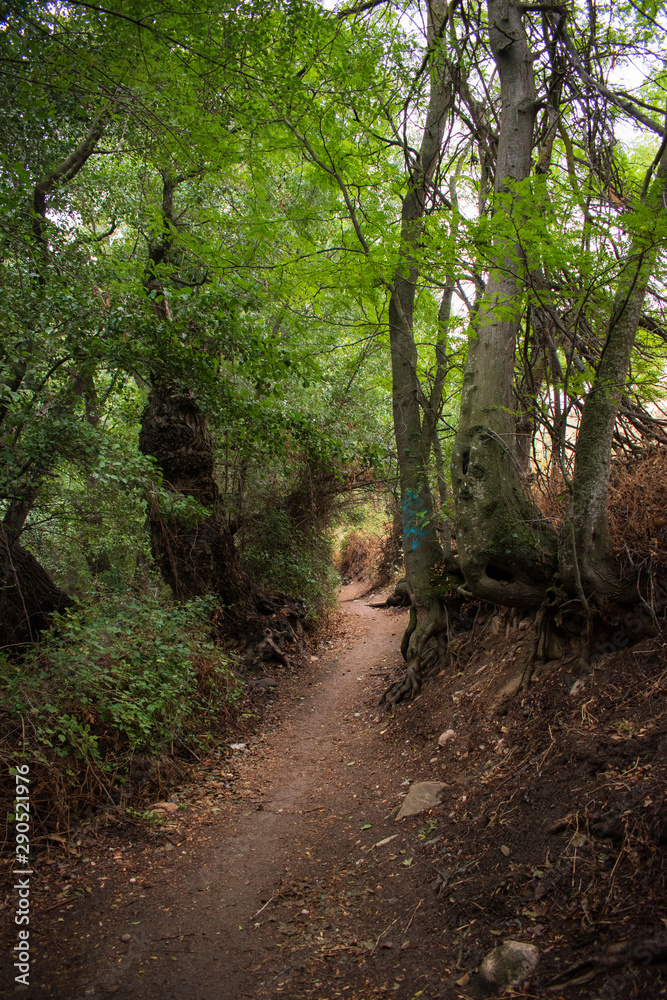 Obraz premium Mysterious path in the middle of wooden
