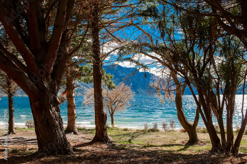 Fototapeta Naklejka Na Ścianę i Meble -  tree along the lake Wakatipu, South Island, New Zealand
