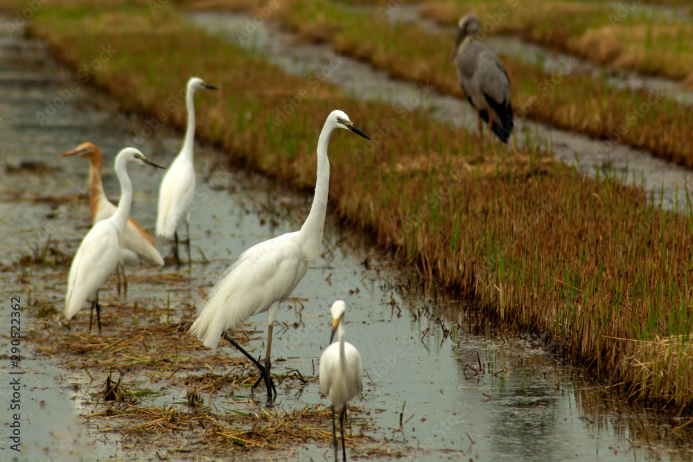 Obraz premium Ardea alba in nature background, heron, bittern, egret