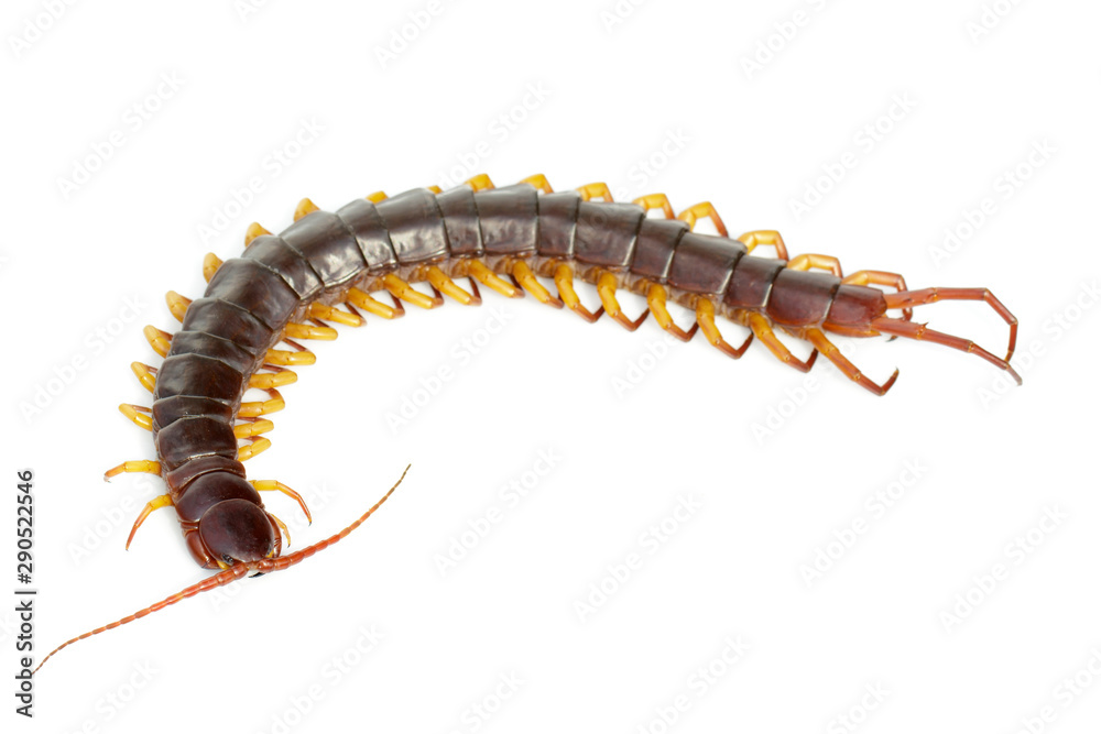 Image of centipedes or chilopoda isolated on white background. Animal. Poisonous animals. Image of centipedes or chilopoda isolated on white background. Animal. Poisonous animals.