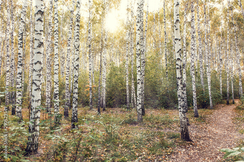 Autumn birch forest lit by the evening sun.