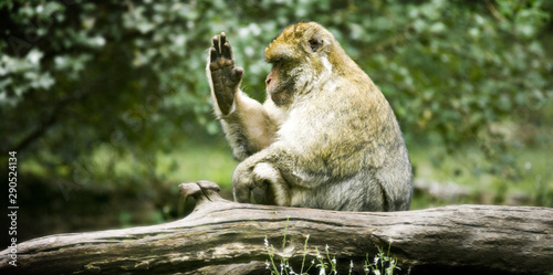 Singe - 9