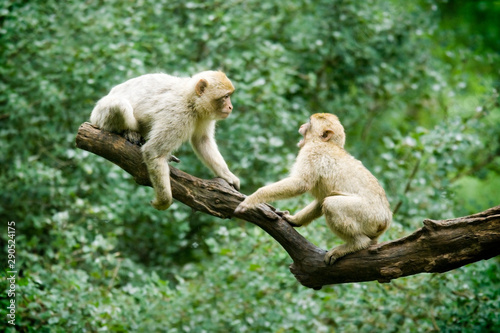 Singe - 8