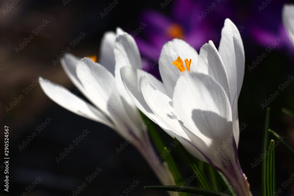 Early spring. Large flowers of crocuses. White petals, bright orange stamens.