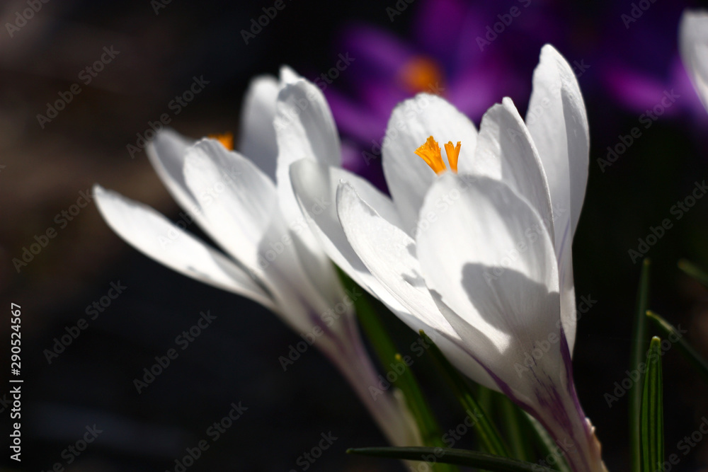 Obraz premium Early spring. Large flowers of crocuses. White petals, bright orange stamens.