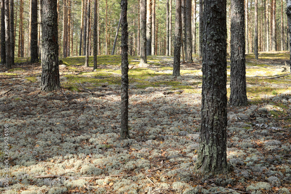 Pine forest in the fall. Rays of the sun illuminate trees and moss Pine forest in the fall. Rays of the sun illuminate trees and moss