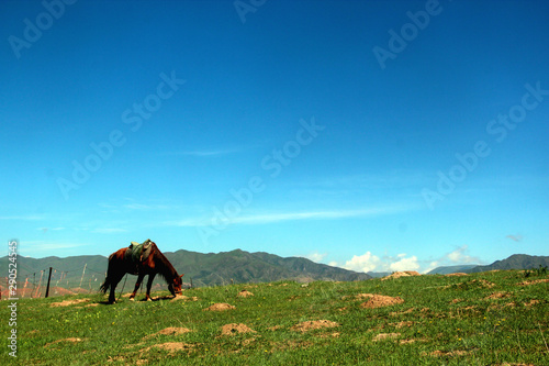 horse in the mountains