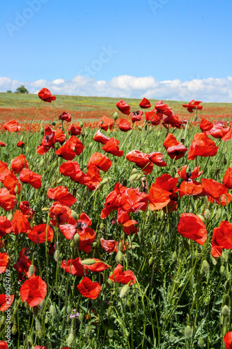 Fototapeta Naklejka Na Ścianę i Meble -  Scenic summer colorful field of poppies