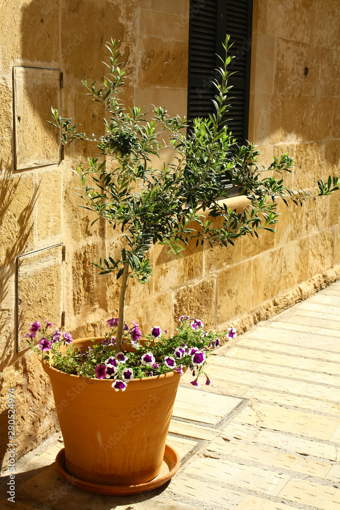 Olive tree with blooming patunias