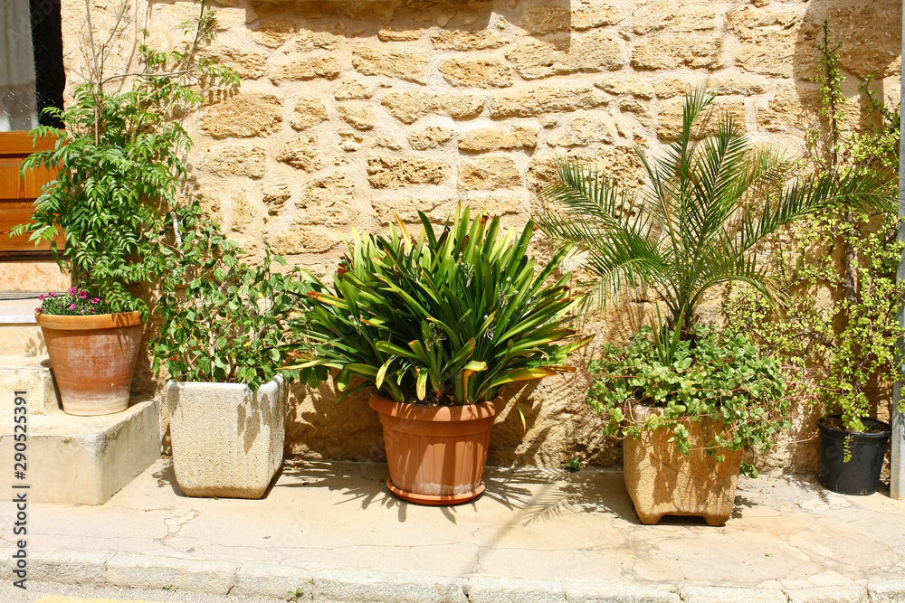 Plants in a pot in front of the house Plants in a pot in front of the house