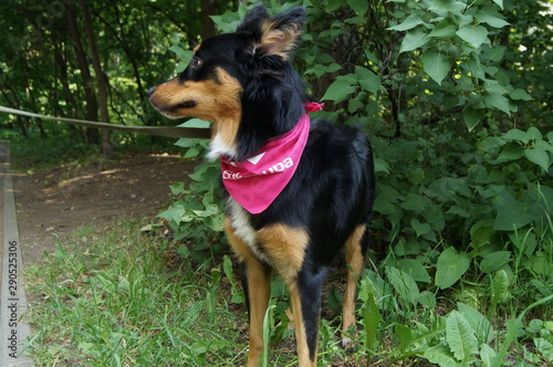 dog