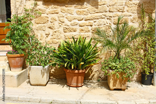 Plants in a pot in front of the house