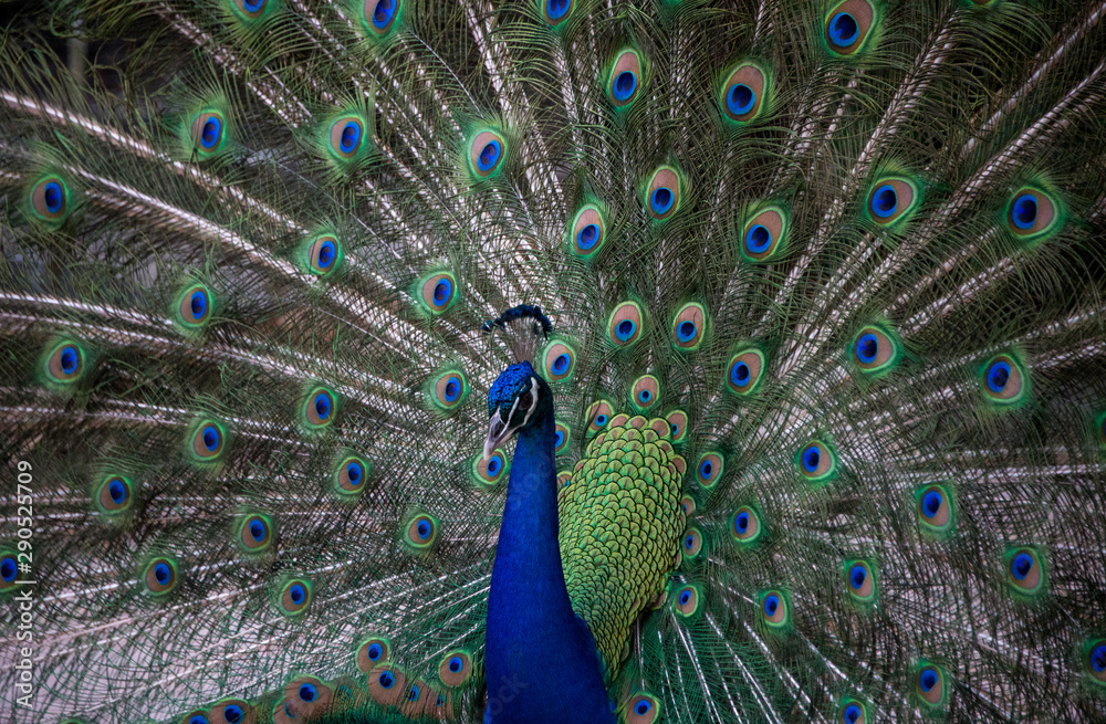 Fototapeta premium peacock up close and in full mating display in Florida