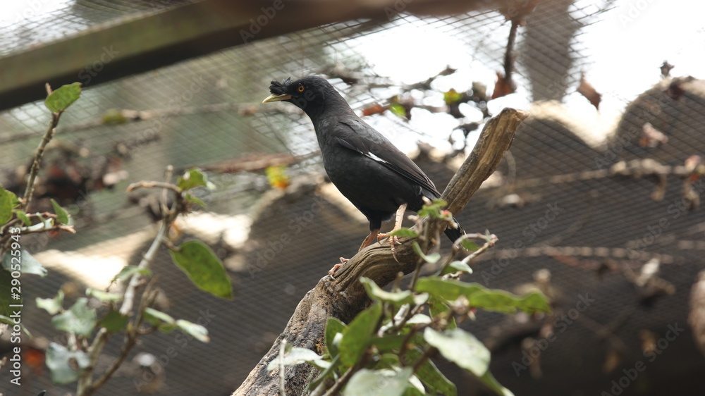 Fototapeta premium Black bird with long neck perched on a branch in the zoo brazil