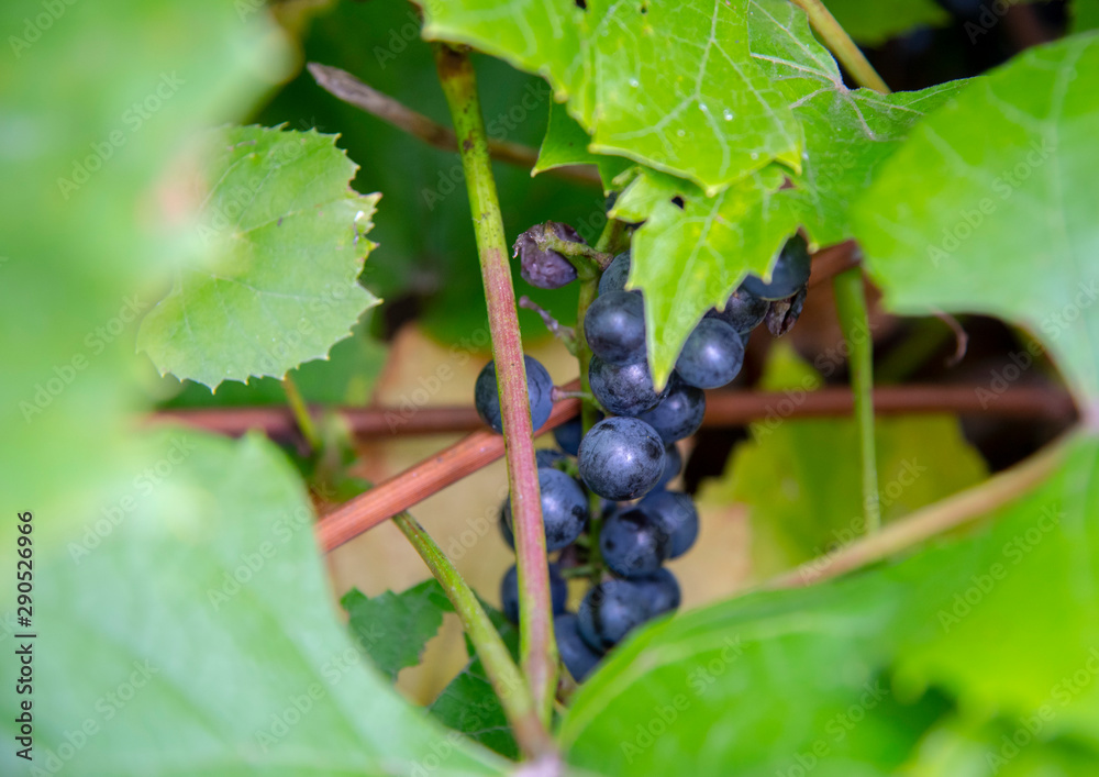 Black bunch of grapes on the vine. Black bunch of grapes on the vine.