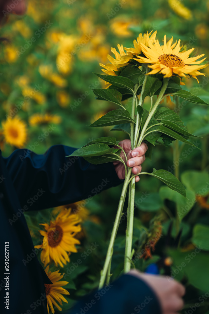 Picking sunflowers Stock Photo Adobe Stock