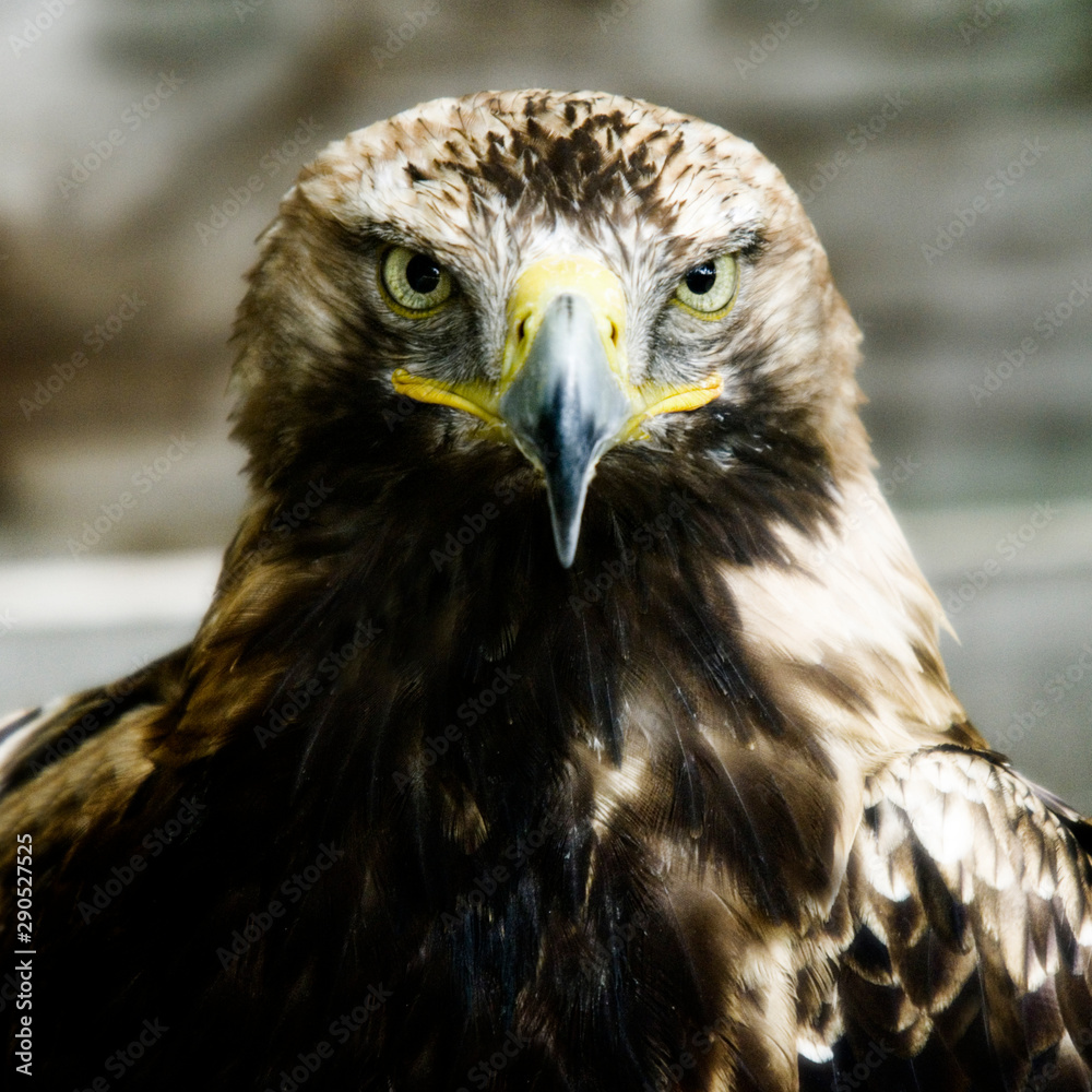 Rapace - 1 Rapace - 1