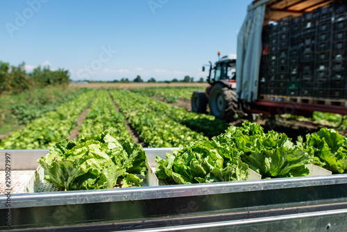 Tractor with production line for harvest lettuce automatically. Lettuce iceberg picking machine on the field in farm.